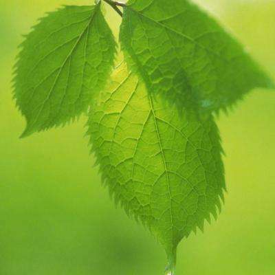 威斯尼斯wns888入口官方版下载